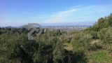 slide1 thumbnail