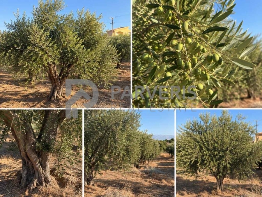 (Προς Πώληση) Αξιοποιήσιμη Γη Αγροτεμάχιο || Δωδεκάνησα/Κως-Ηρακλείδες - 2.000 τ.μ, 32.000€ 